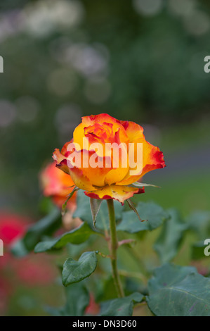 Belle rose jaune dans le jardin Banque D'Images