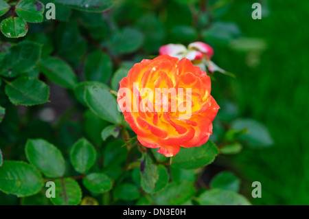 Belle rose orange dans le jardin Banque D'Images