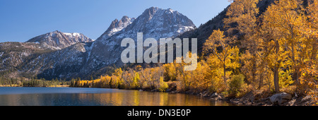 Feuillage doré sur les rives du lac d'argent dans la partie Est de la Sierra Montagnes, Californie, USA. L'automne (octobre) 2013. Banque D'Images