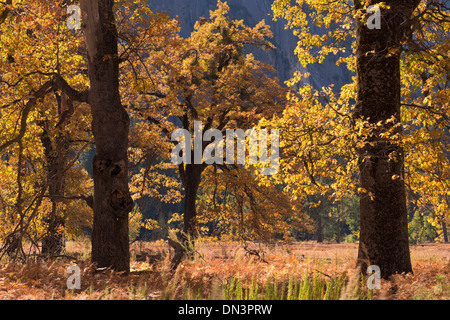 Chênes noirs avec de magnifiques couleurs automnales dans la vallée de Yosemite, California, USA. L'automne (octobre) 2013. Banque D'Images