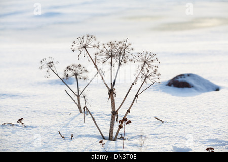 Plantes d’hiver Banque D'Images