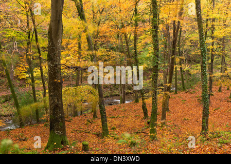 Couleurs d'automne à Watersmeet, Exmoor National Park, Devon, Angleterre. L'automne (novembre) 2013. Banque D'Images