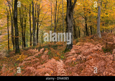 Les forêts en automne, Exmoor, Devon, Angleterre. Novembre 2013. Banque D'Images