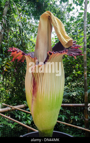 Le Titan Arum plante, photographié quelques jours après la floraison Banque D'Images