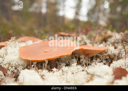 De plus en plus de champignons dans la mousse Banque D'Images