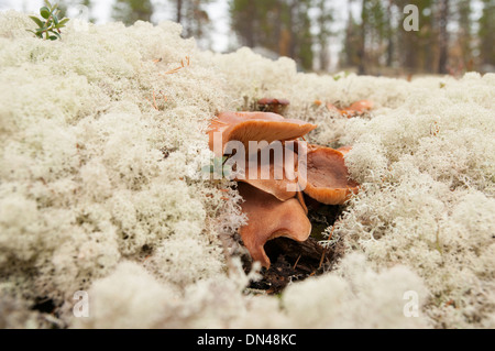 Les champignons entouré par cladonie des in forest Banque D'Images