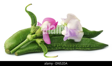 Haricots verts avec des fleurs sur fond blanc Banque D'Images