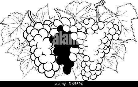 Grappes de raisin illustration pour la coloration Illustration de Vecteur