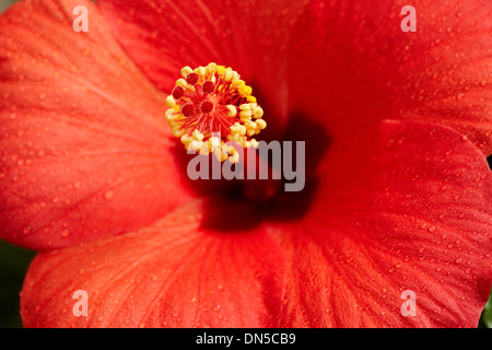 Macro image écarlate fleur d'hibiscus Banque D'Images