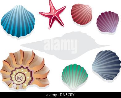 Vector collection de coquillages Illustration de Vecteur