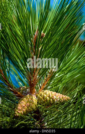 Libre d'un conifère arbre branche avec une grappe de trois pommes de pin (cônes de conifères). Banque D'Images