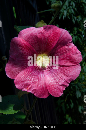 Un gros plan d'une seule fleur d'Hibiscus rouge-magenta sur la branche d'arbre. Banque D'Images