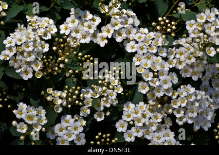 Couronne de fleurs blanches minuscules bridals, Spiraea, sur l'arbuste en fleurs au début du printemps. Banque D'Images