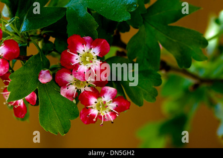 Les fleurs rouges avec les centres blanc bloom au printemps sur un arbre, gros plan, pas de variété. Banque D'Images