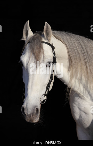 Cheval andalou blanc (Pura Raza Espanola) en arrière-plan foncé Banque D'Images