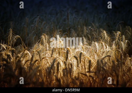 Champ de blé dans la lumière du matin Banque D'Images