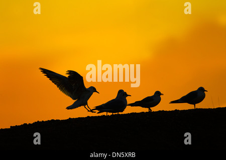 Groupe de Mouettes rieuses Larus ridibundus Black silhouetté en hiver coucher du soleil Banque D'Images