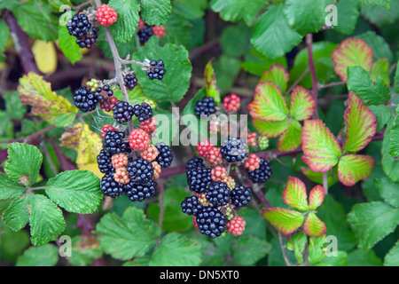 Les mûres Rubus fruticosus Auburn Norfolk UK Septembre Banque D'Images