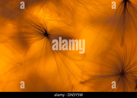Chardon Cirsium avense contre coucher de soleil Banque D'Images