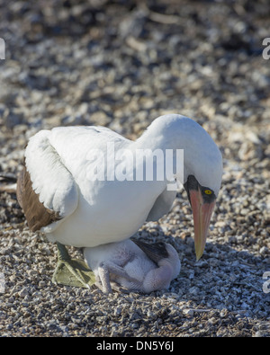 Fou de Nazca (Sula granti) sur un nid avec un poussin, Isla Genovesa, Îles Galápagos Banque D'Images