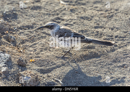 Moqueur polyglotte (Mimus parvulus Galápagos), Isla Genovesa, Îles Galápagos Banque D'Images