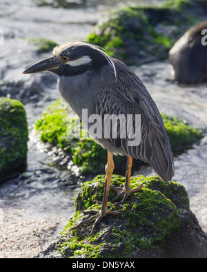 Bihoreau gris-jaune (Nyctanassa violacea, Nycticorax violaceus) Isla Espanola, Îles Galápagos Banque D'Images