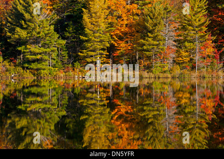 Forest, qui se reflète dans l'étang de castors en automne, Estrie, West Bolton, Québec, Canada Banque D'Images