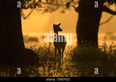 Daims Cervus dama Doe au lever du soleil pendant le rut en automne Banque D'Images