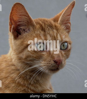 Red tabby cat, portrait Banque D'Images