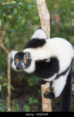 Noir et blanc de la Gélinotte Lemur (Le Varecia variegata), avec des yeux perçants, accroché à un tronc mince, Vakona Park, Madagascar Banque D'Images