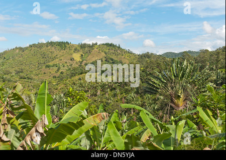 Forêt d'arbres du voyageur ou de palmiers du voyageur (Ravenala madagascariensis), dans leur habitat naturel près de Manakara, Madagascar Banque D'Images