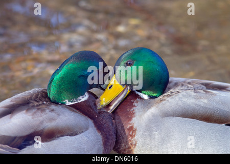 Anus platyrhynchos Mallard combats Drakes Banque D'Images