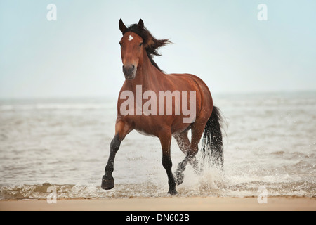 Hongre demi-sang andalou, marron avec un marquage facial, tournant au trot en itinérance gratuitement sur la plage de Borkum Banque D'Images