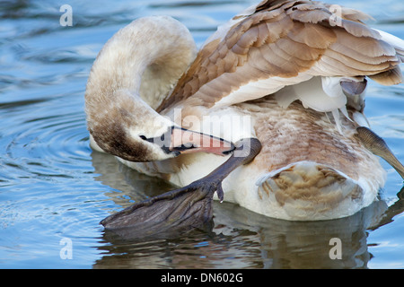 Cygne tuberculé Cygnus olar Novembre lissage immatures Banque D'Images