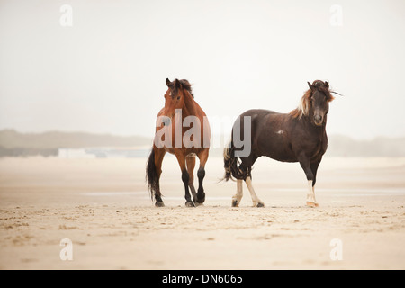 Deux hongres, demi-sang andalou et un poney Lewitzer, en liberté sur la plage de Borkum, Basse-Saxe, Allemagne Banque D'Images