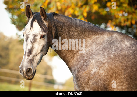 Hongre PRE, gris-pommelé, portrait en automne Banque D'Images