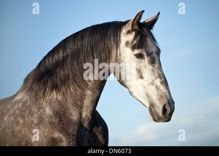 Hongre PRE, gris-pommelé, portrait Banque D'Images