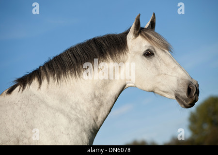 Hongre PRE, gris, portrait Banque D'Images