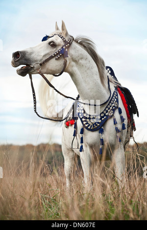 Hongre pur-sang arabes, gris, vêtu d'une bride, le hennissement traditionnel égyptien Banque D'Images