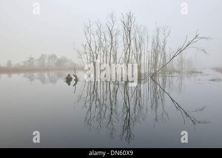 Rewetted haute lande dans le brouillard, de l'Ems, Basse-Saxe, Allemagne Banque D'Images