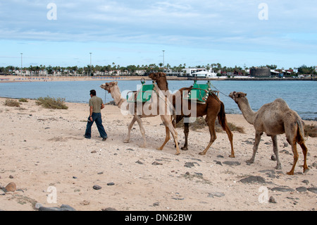 L'homme conduisant des chameaux sur la plage Caleta de Fuste, Fuerteventura, Îles Canaries, Espagne. Banque D'Images