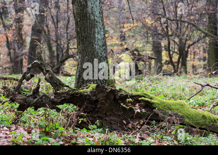 Exposés des racines d'arbre. L'automne la forêt de feuillus. Banque D'Images