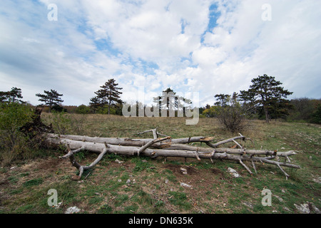 Vieux arbre mort couché sur le pré. Banque D'Images