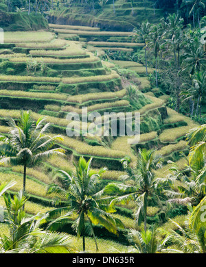 Vue sur les rizières en terrasse de riz, Ubud, Bali, Indonésie Banque D'Images