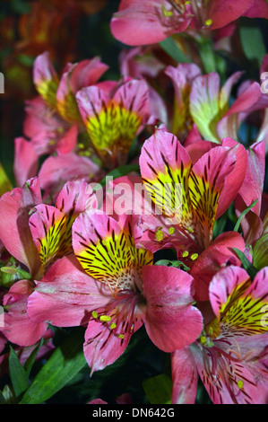 L'Alstroemeria hybride ou des lis péruviens (Bonanza) sur l'affichage à l'automne Flower Show Yorkshire Harrogate Banque D'Images