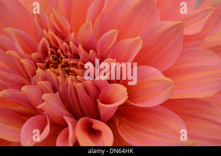 Close up of Pink & Chrysanthème couleur pêche à la Fleur d'automne Harrogate Yorkshire Show Banque D'Images