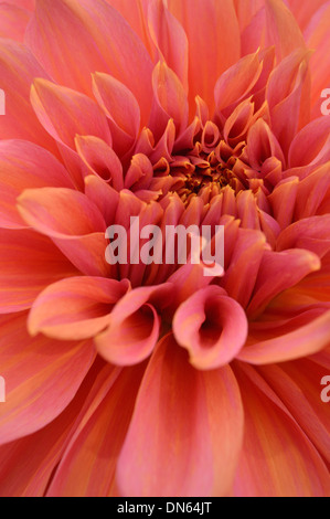 Close up of Pink & Chrysanthème couleur pêche à la Fleur d'automne Harrogate Yorkshire Show Banque D'Images