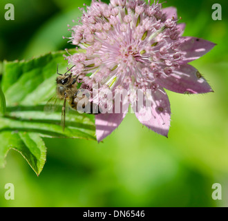 Une abeille collecte de nectar de une fleur rose dans un jardin. Banque D'Images