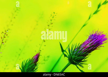 Close up of purple flowers Banque D'Images