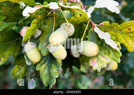 Grappe de glands sur brach de Oak tree Banque D'Images